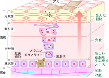 皮膚のしくみ