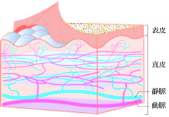 肌の栄養は血液から