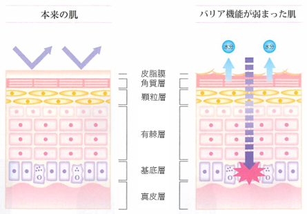 皮膚のしくみ